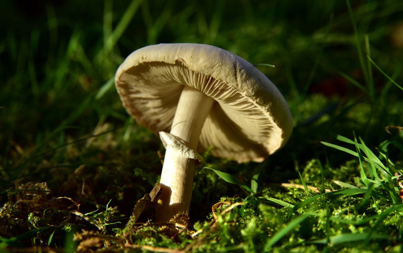 Nikon D750 sample photo. Mushroom, meadow mushroom, fruiting photography