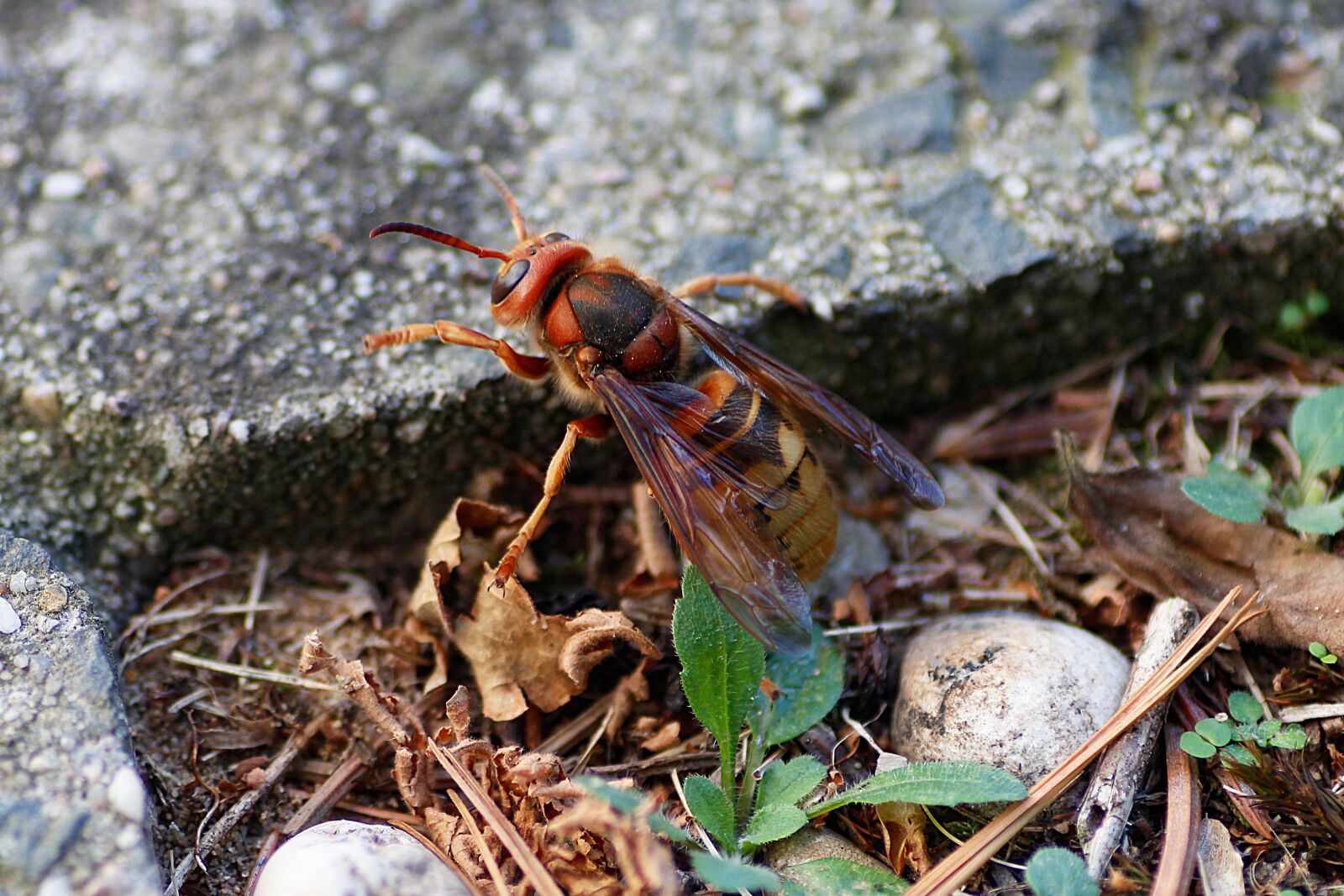 Canon EOS 650D (EOS Rebel T4i / EOS Kiss X6i) sample photo. Hornet, insect, macro photography