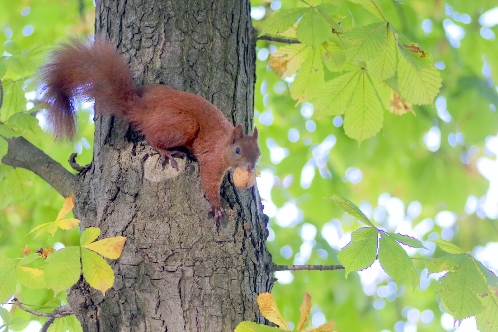 Pentax K-S2 sample photo. The squirrel, animal, rodent photography
