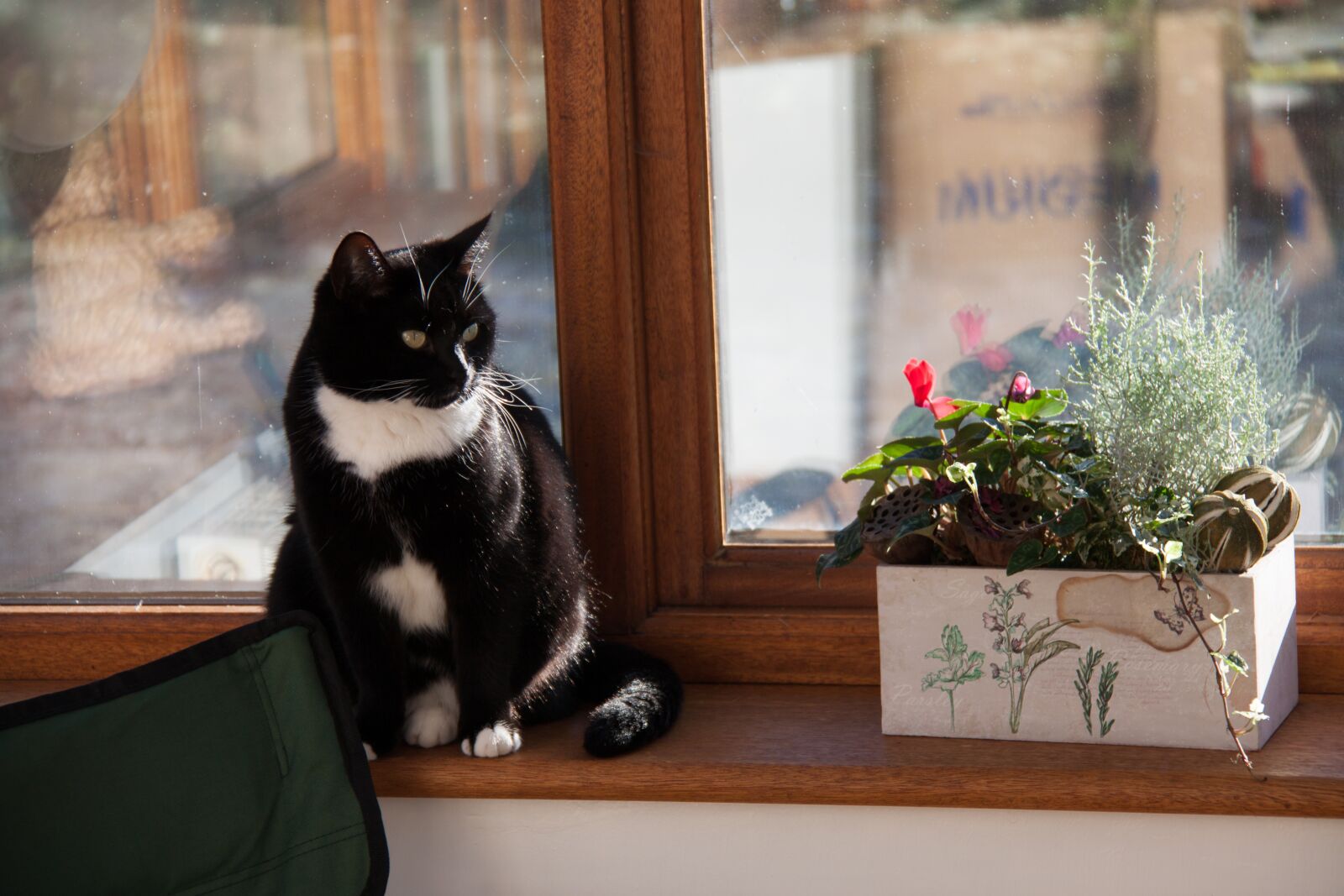 Canon EOS 500D (EOS Rebel T1i / EOS Kiss X3) + Canon EF-S 18-200mm F3.5-5.6 IS sample photo. Cat, window sill, window photography