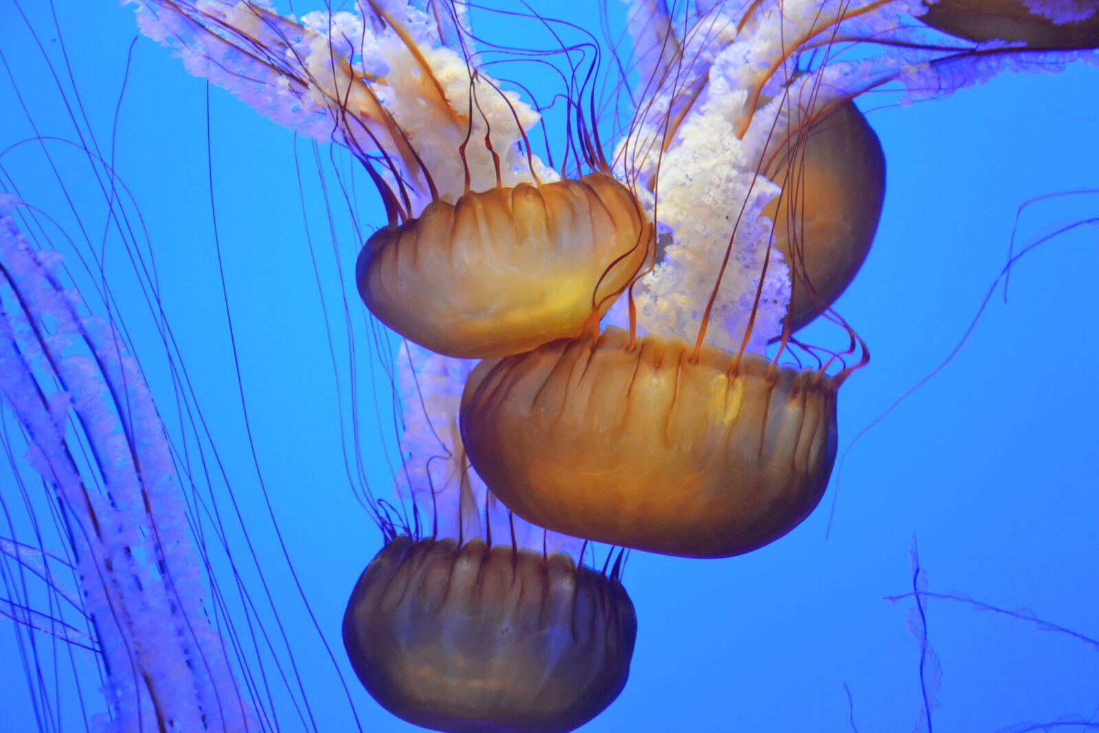 Nikon D3100 sample photo. Ocean, underwater, jellyfish photography