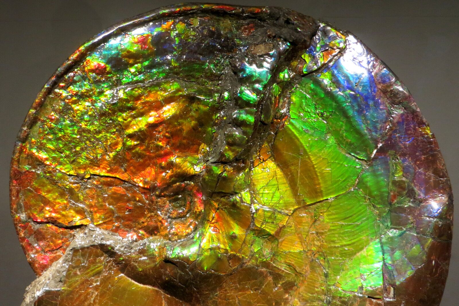 Опавшие камни. Аммонит опал. Opalized Ammonites. Аммониты из опала. Опализованный.