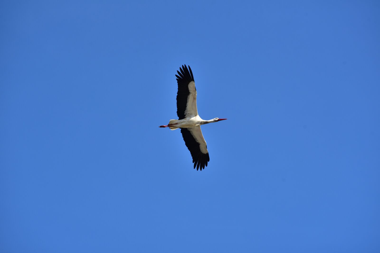 Nikon D750 sample photo. Stork, sky, flying photography