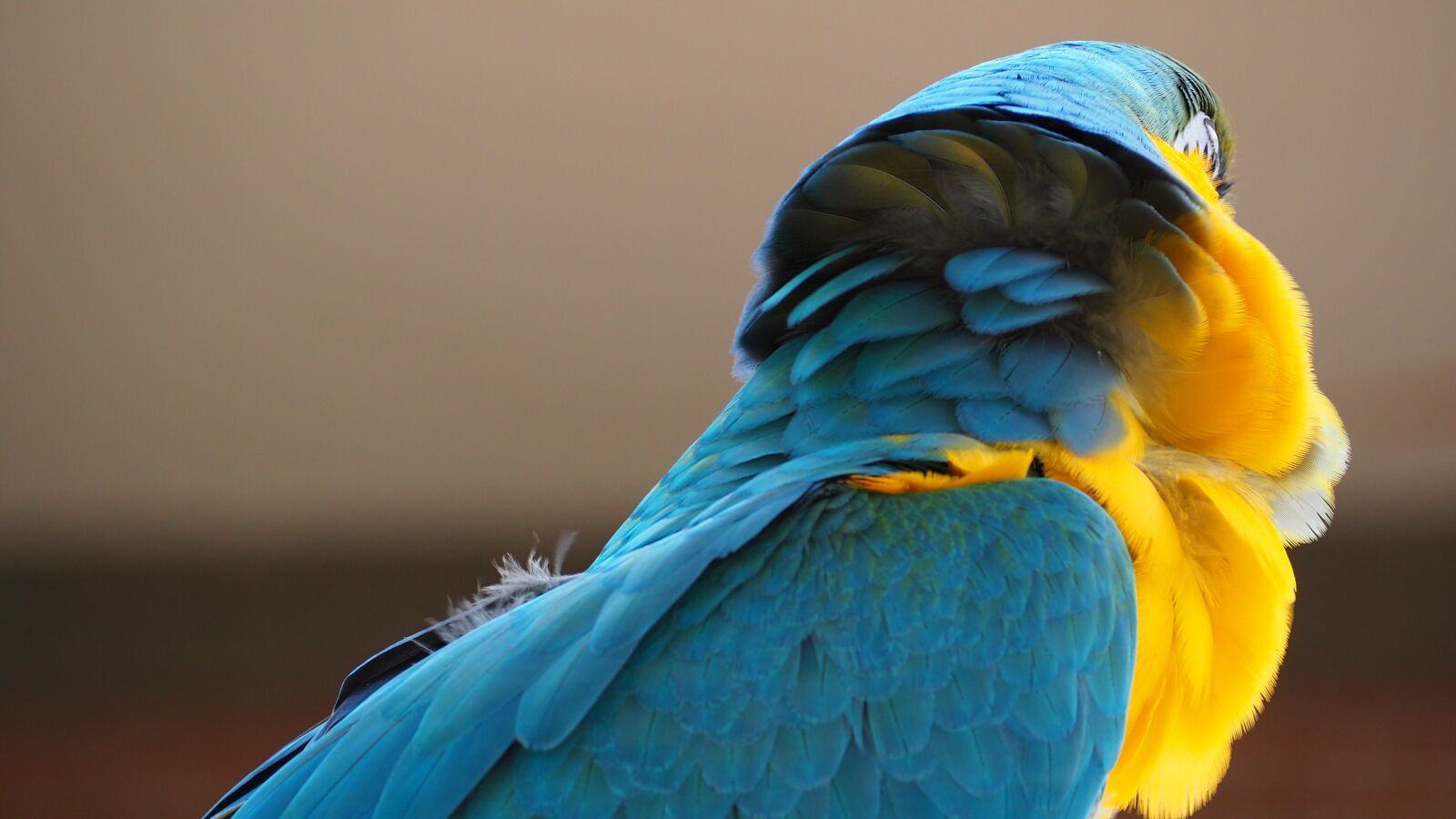 Olympus OM-D E-M10 II sample photo. Macaw, blue, yellow photography