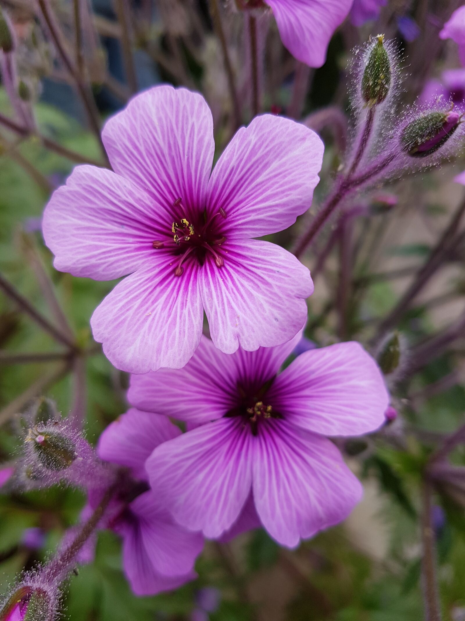 Samsung Galaxy S7 sample photo. Flower, plant, nature photography