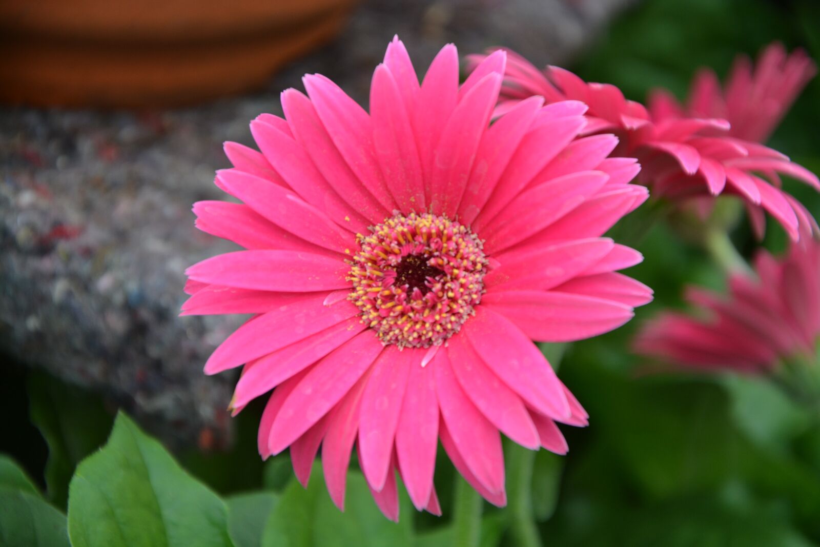 Nikon D5200 sample photo. Flowers, pink fuchsia, nature photography