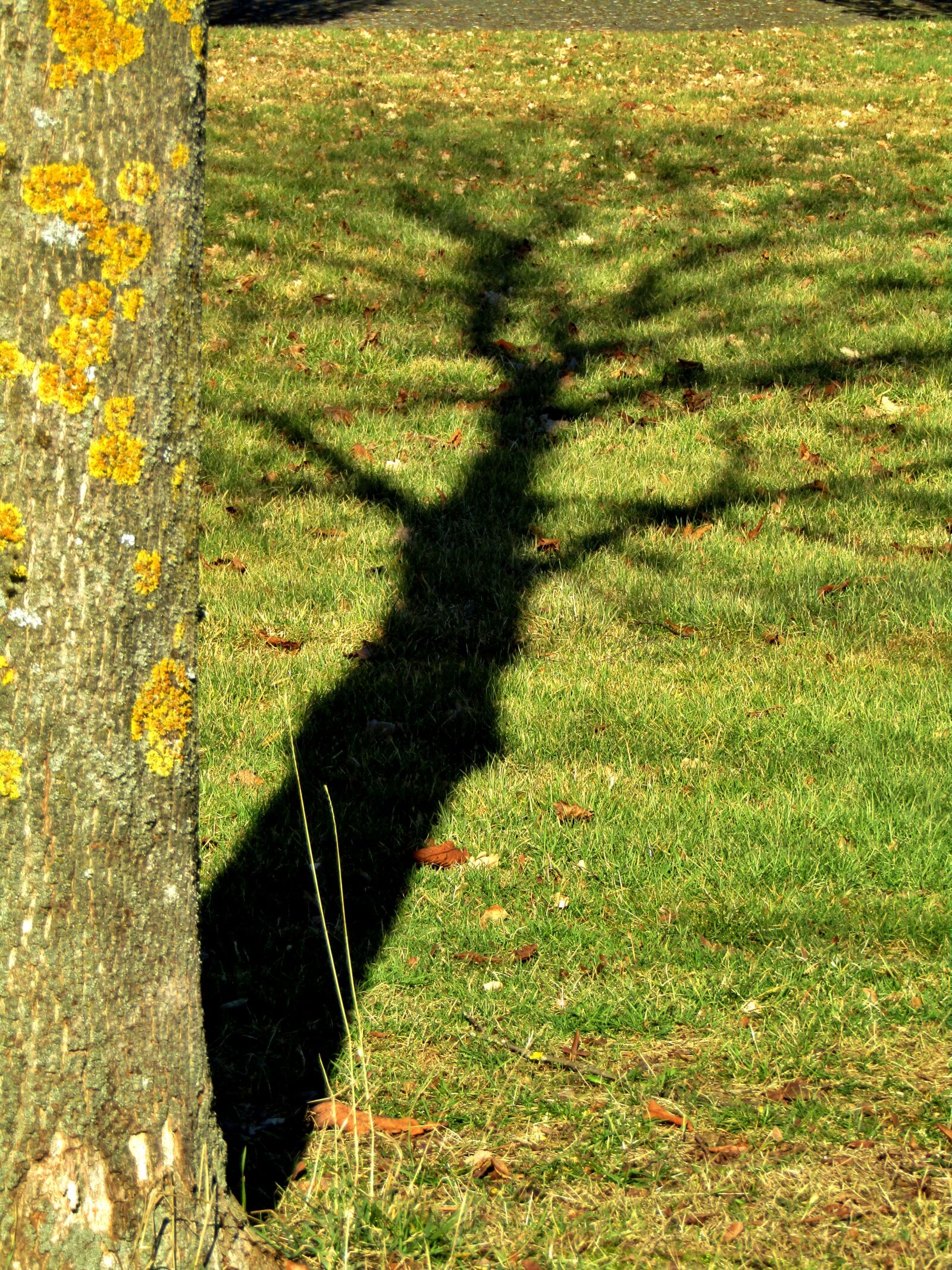 Canon POWERSHOT SX432 IS sample photo. Shadow, tree, rush photography