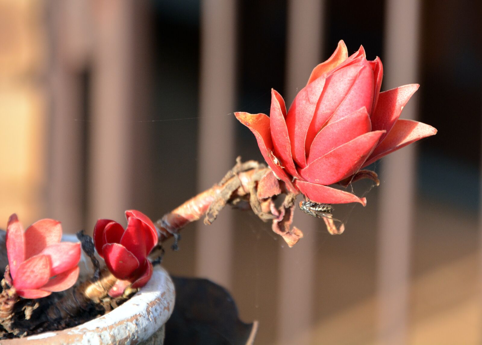 Nikon D5200 sample photo. Pot flower, petals, orange photography