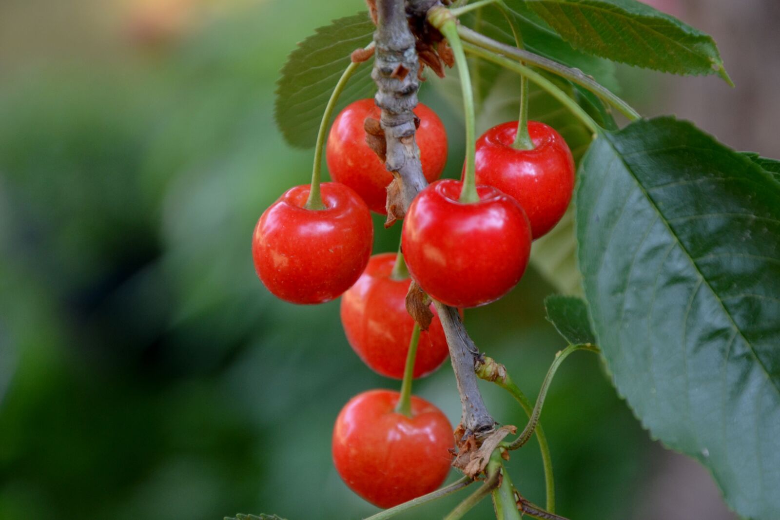 Nikon D5100 sample photo. Cherries, tree, branch photography