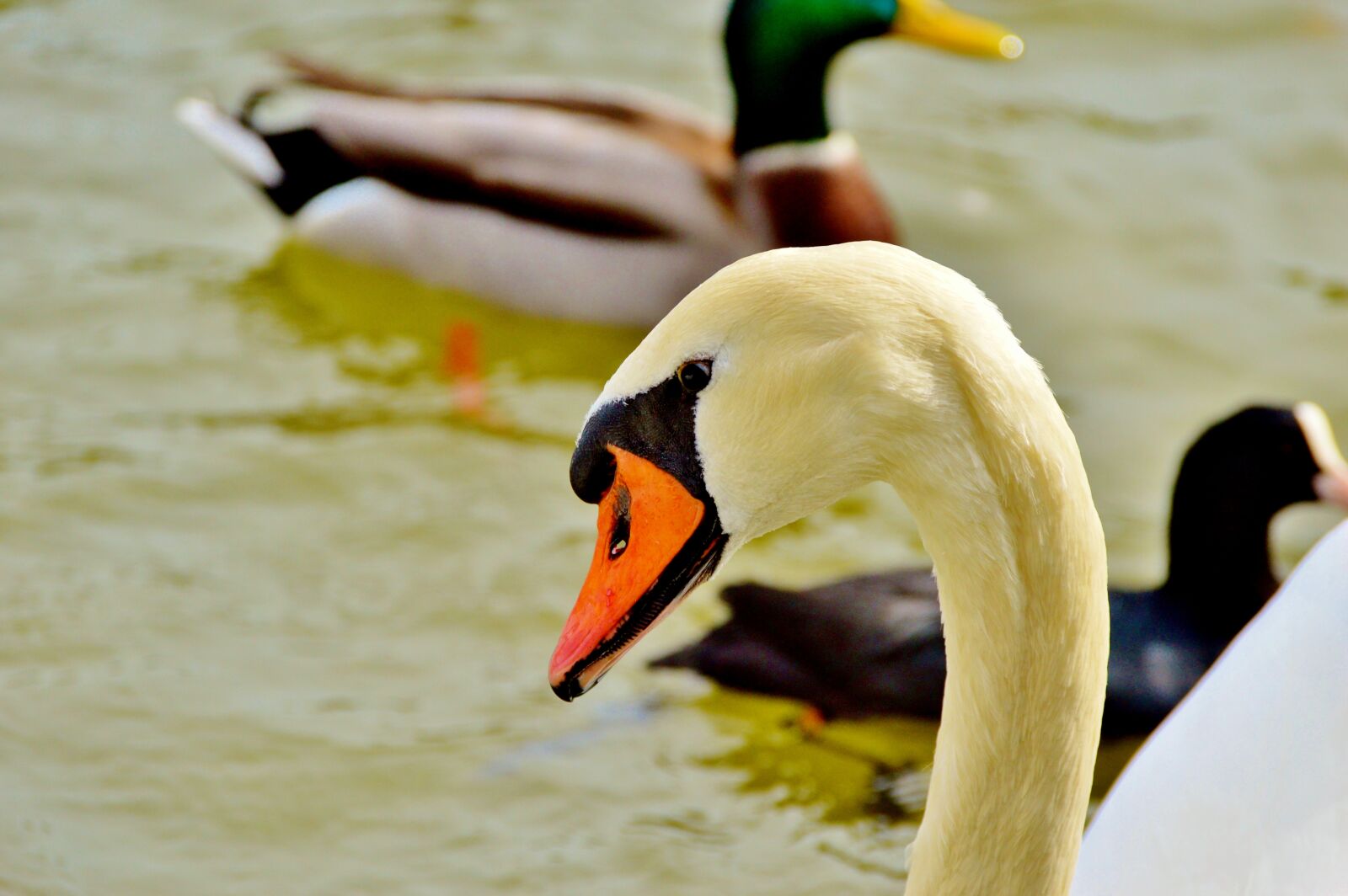 Nikon D3200 sample photo. Swan, bird, water bird photography