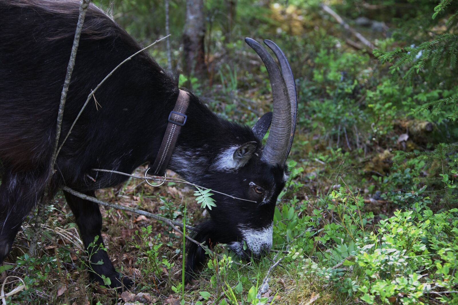 Canon EOS 6D + Canon EF 28-300mm F3.5-5.6L IS USM sample photo. Goat, claus, the horns photography