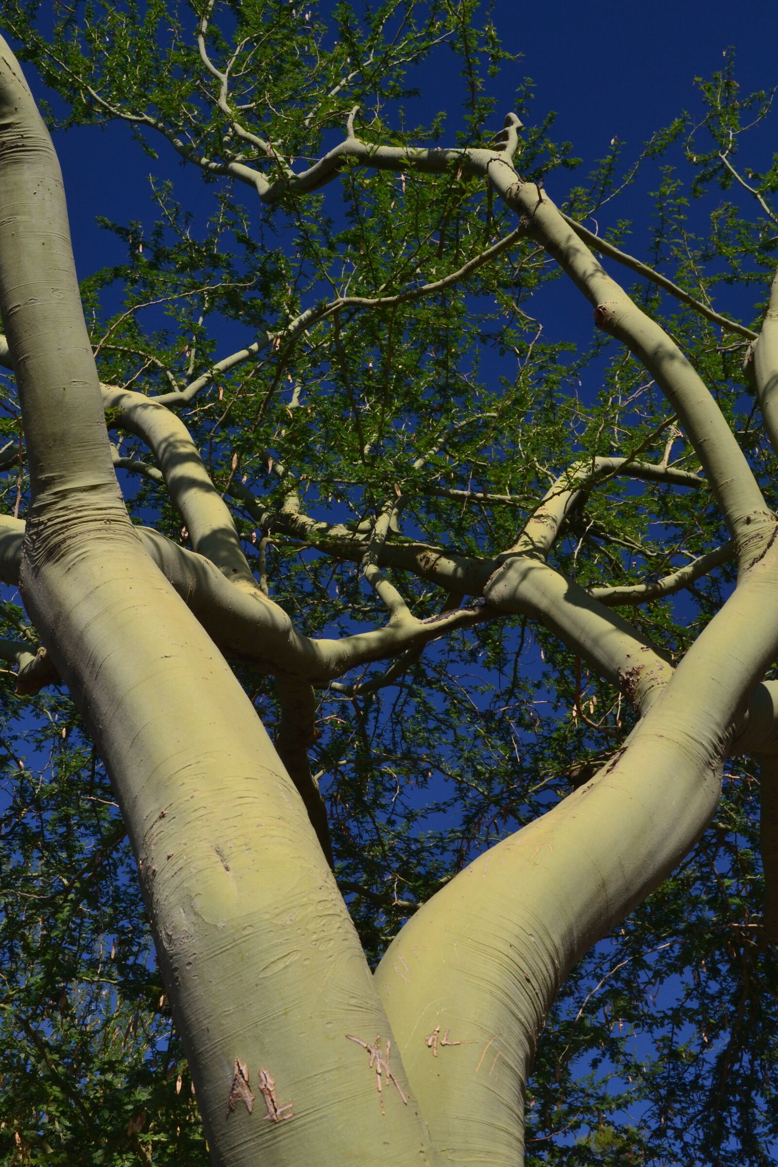 Nikon D3100 sample photo. Palo verde tree, desert photography