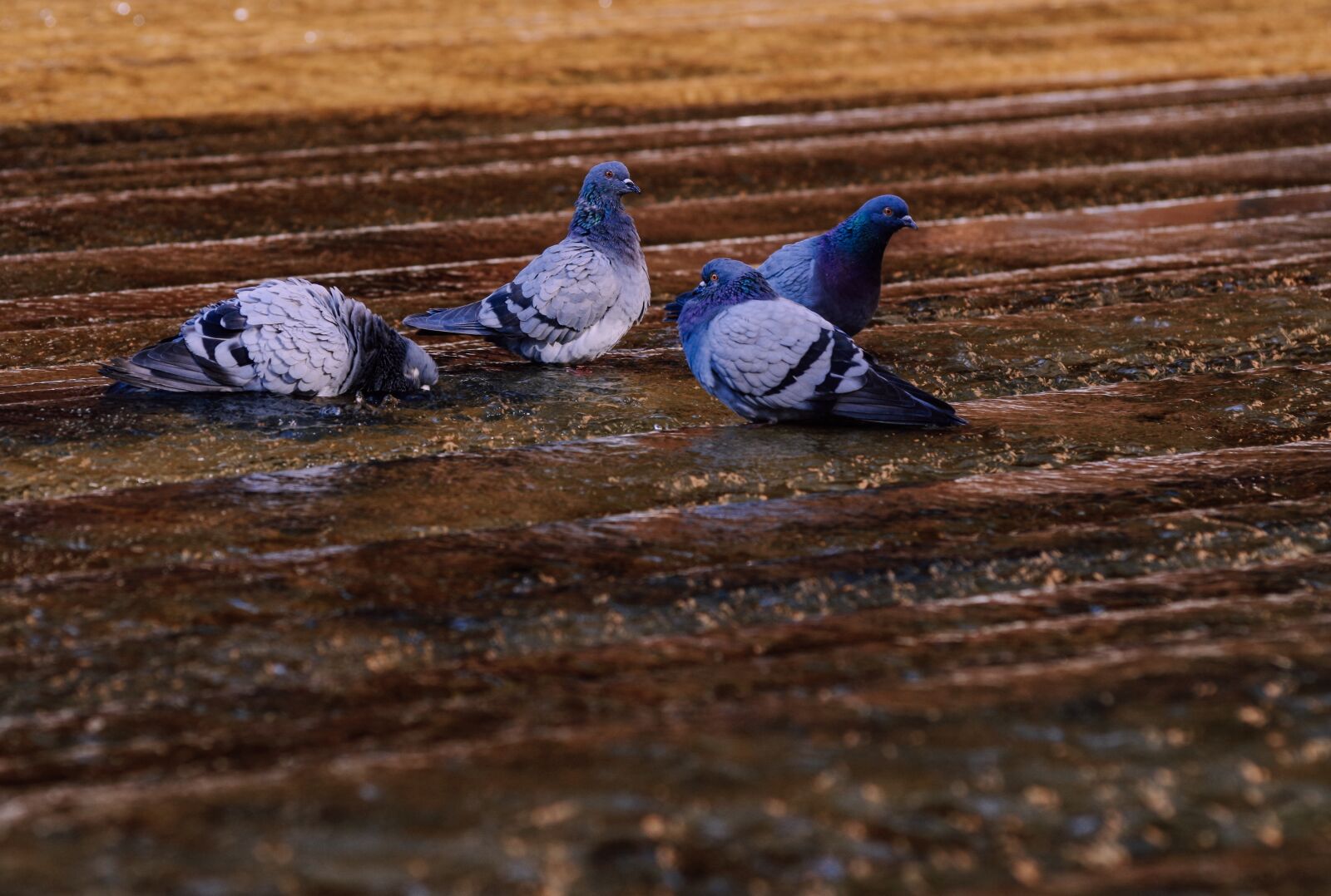 Pentax K-30 sample photo. Pigeons, water, refresh photography