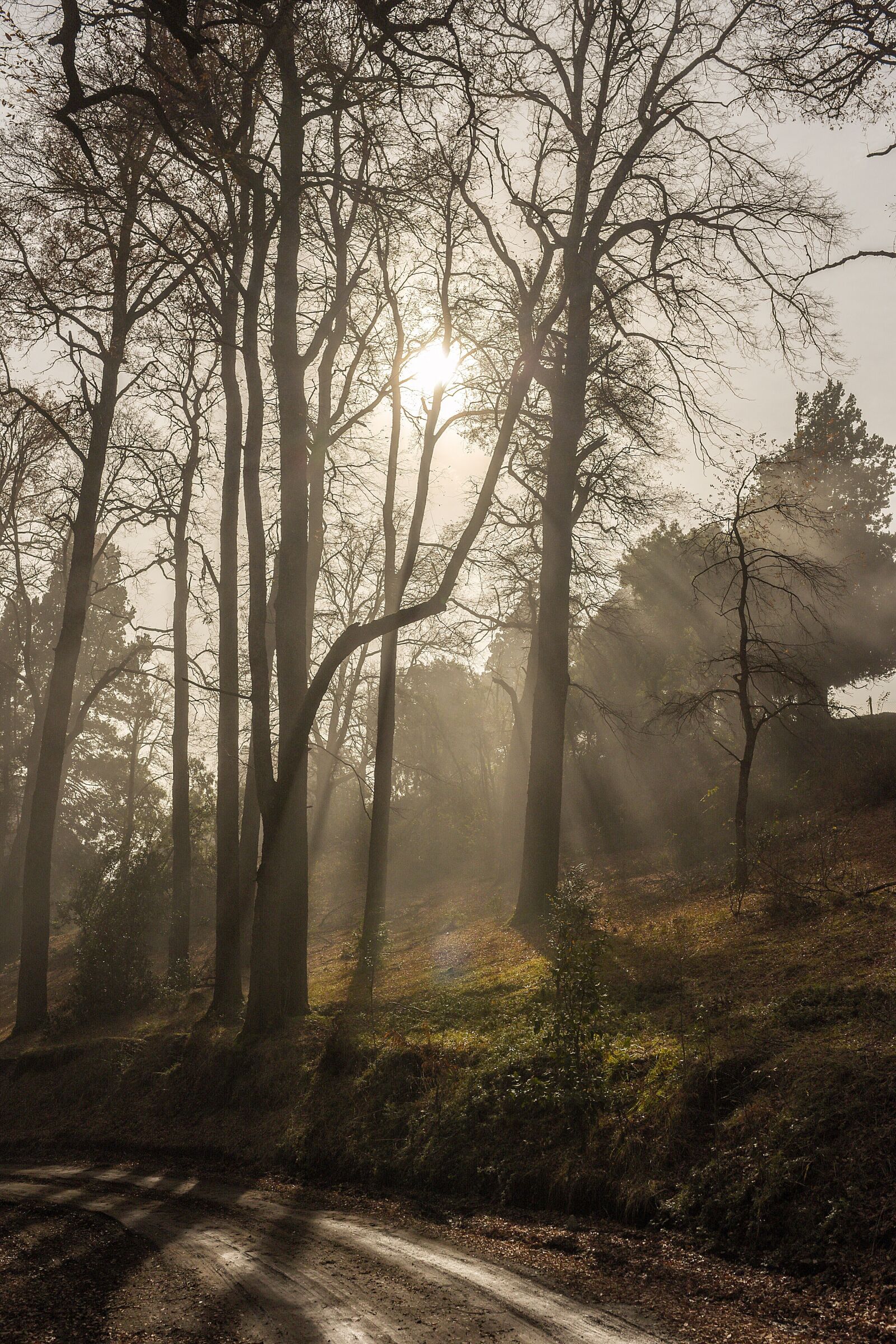 Nikon D750 sample photo. Forest at dawn, landscape photography