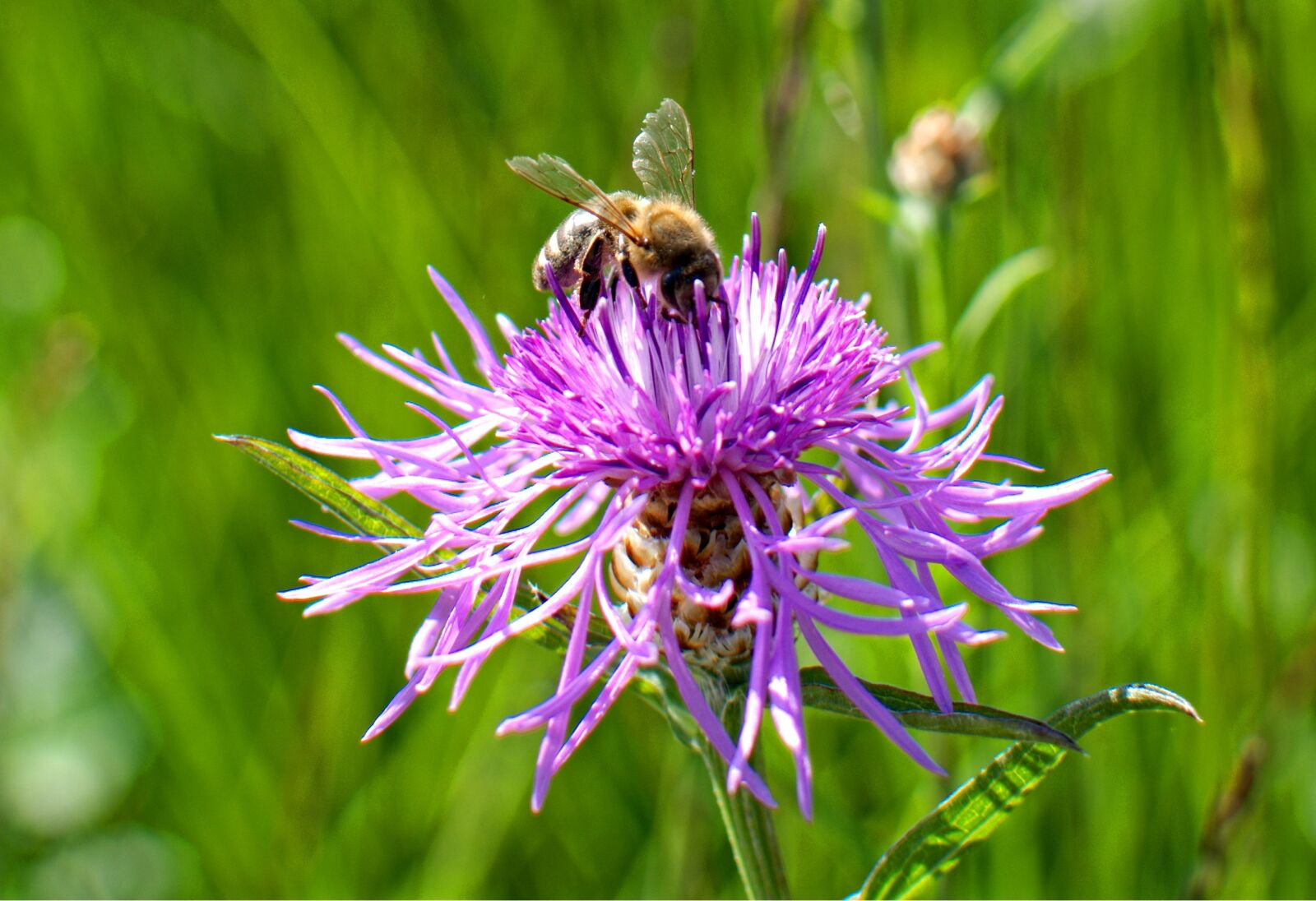 Nikon D7100 sample photo. Knapweed, centaurea, pointed flower photography
