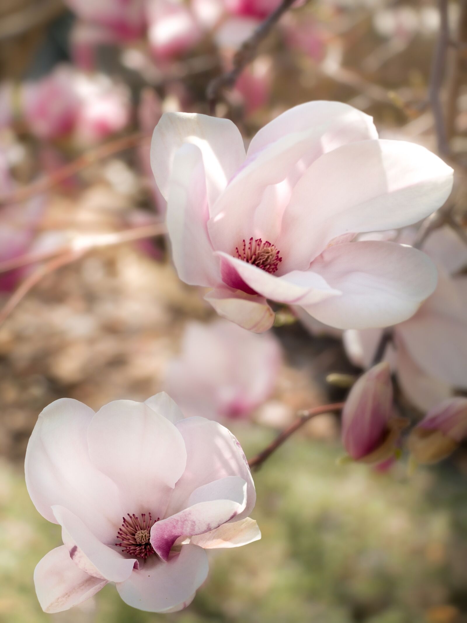 Canon EOS 70D sample photo. Magnolia, flower, spring photography