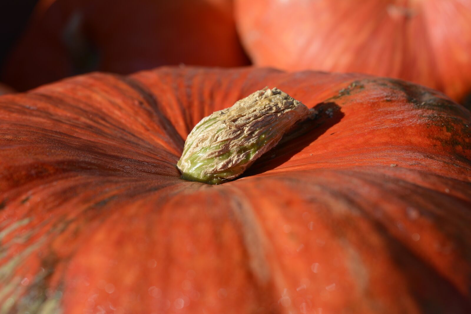 Nikon D7100 sample photo. Pumpkin, gourd, vegetables photography
