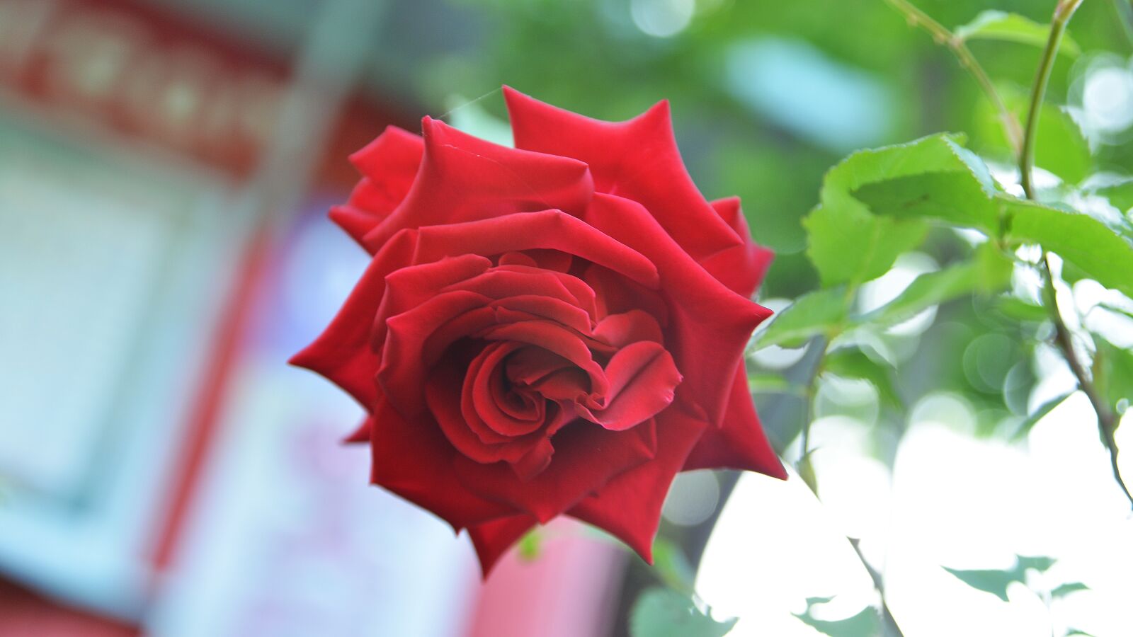 Nikon D800 sample photo. Rose, flowers, spring photography