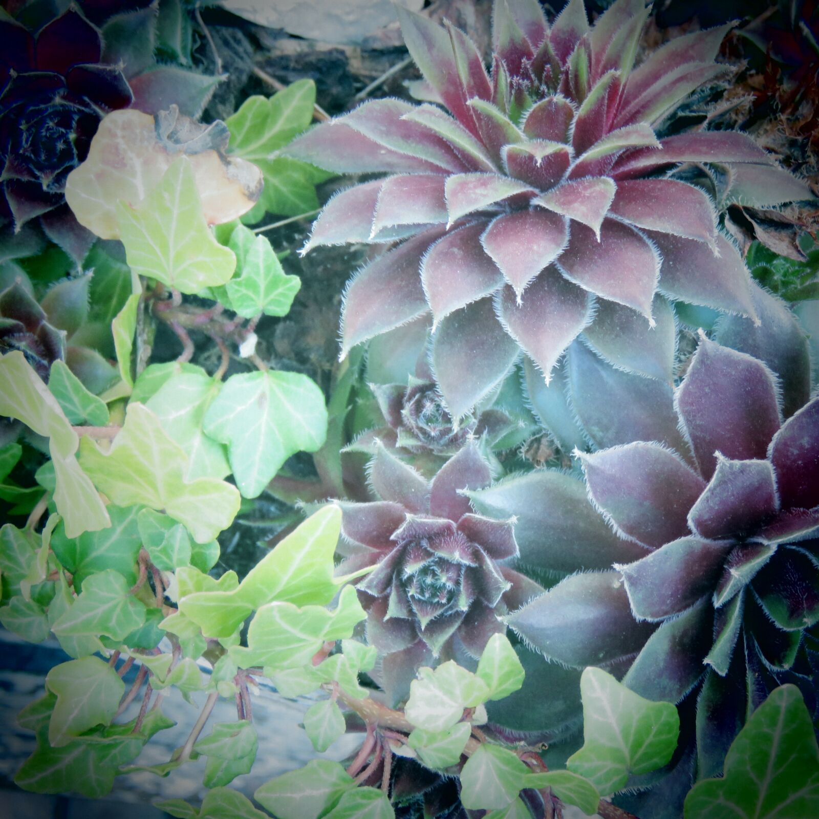 Canon PowerShot SX60 HS sample photo. Vetplantjes, ivy, garden photography