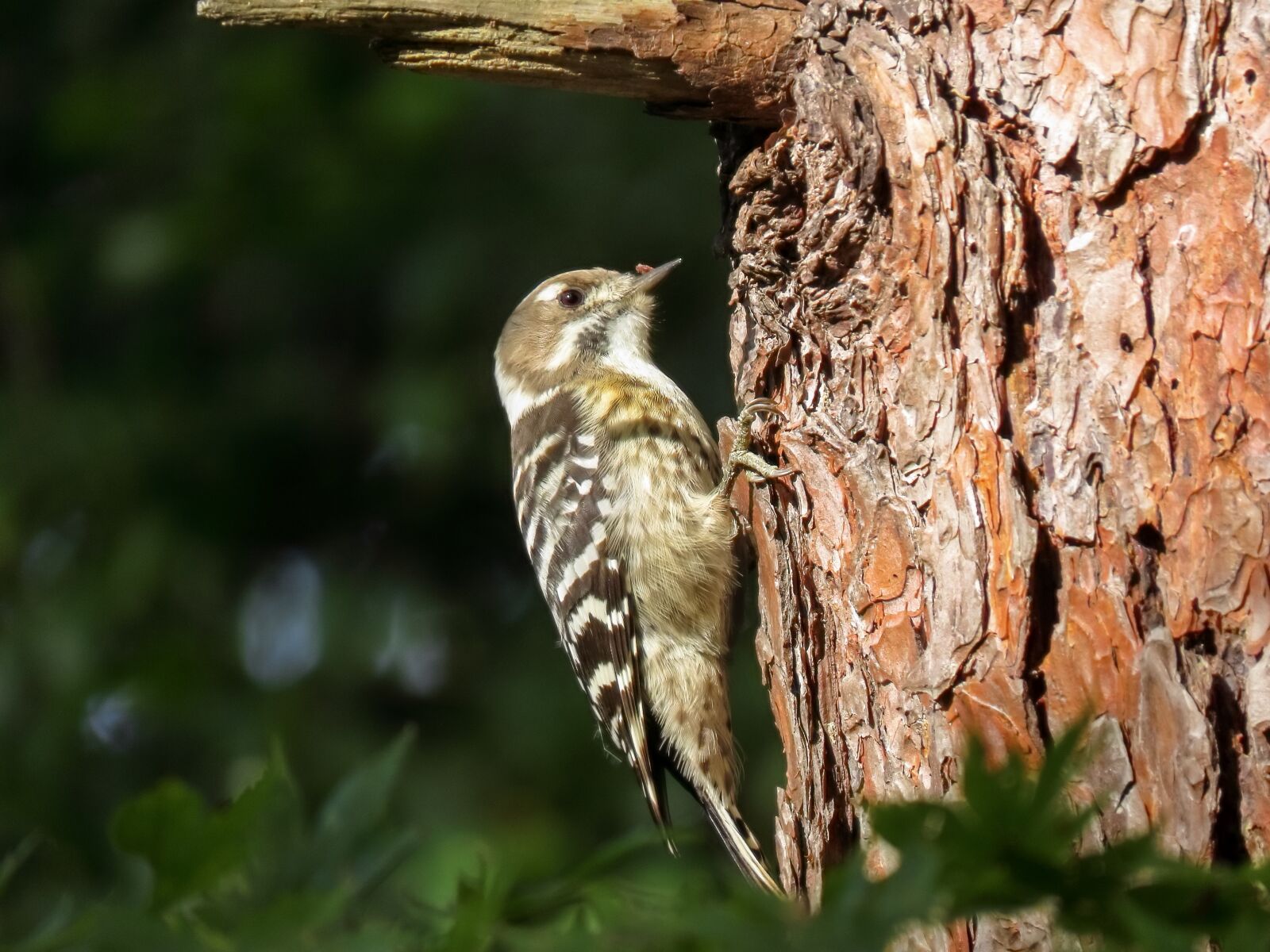 Canon PowerShot SX70 HS sample photo. Animal, forest, wood photography