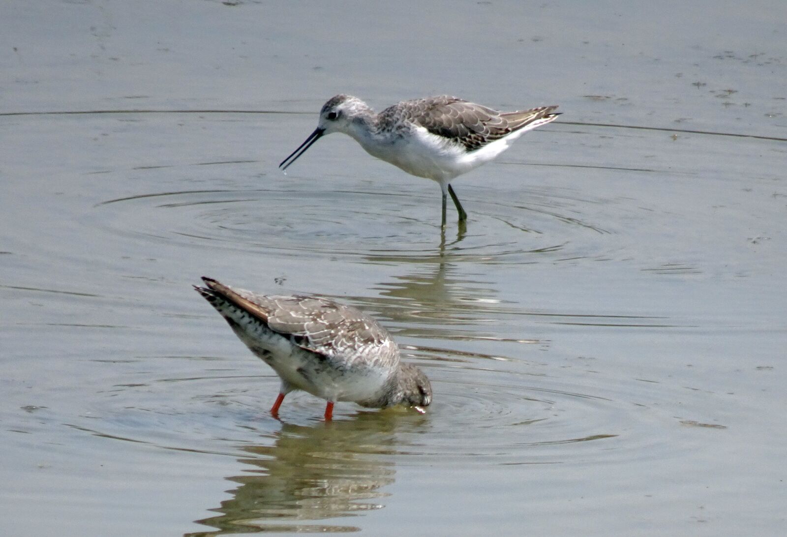 Sony Cyber-shot DSC-HX90V sample photo. Bird, marsh sandpiper, tringa photography