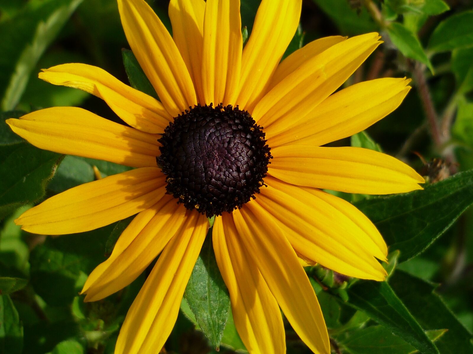 Panasonic Lumix DMC-FS6 sample photo. Coneflower, yellow, blossom photography
