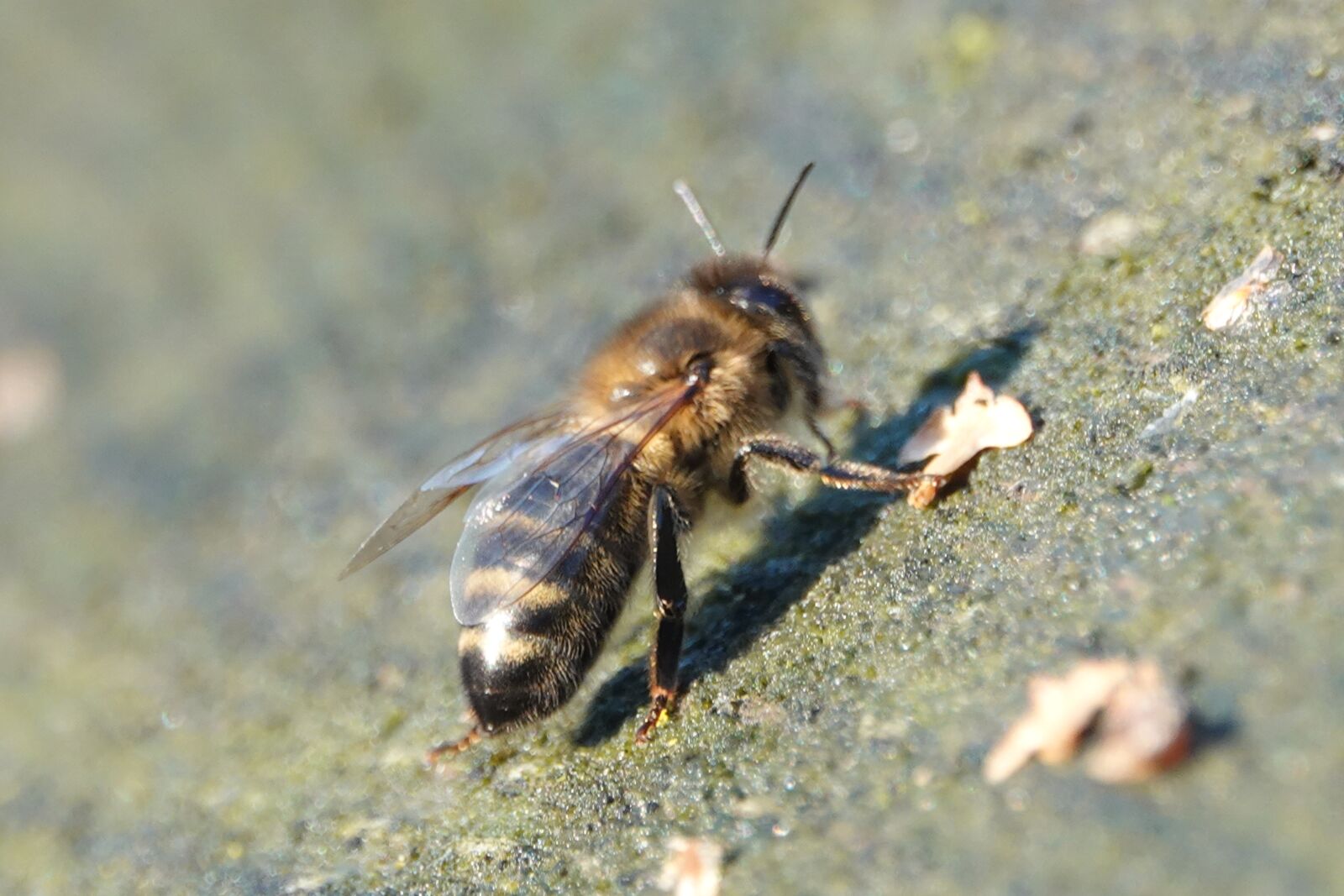Sony Cyber-shot DSC-RX10 IV sample photo. Bee, bees, bug photography