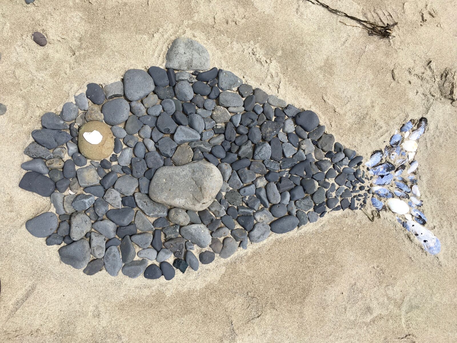 Apple iPhone SE sample photo. Fish, rocks, beach photography
