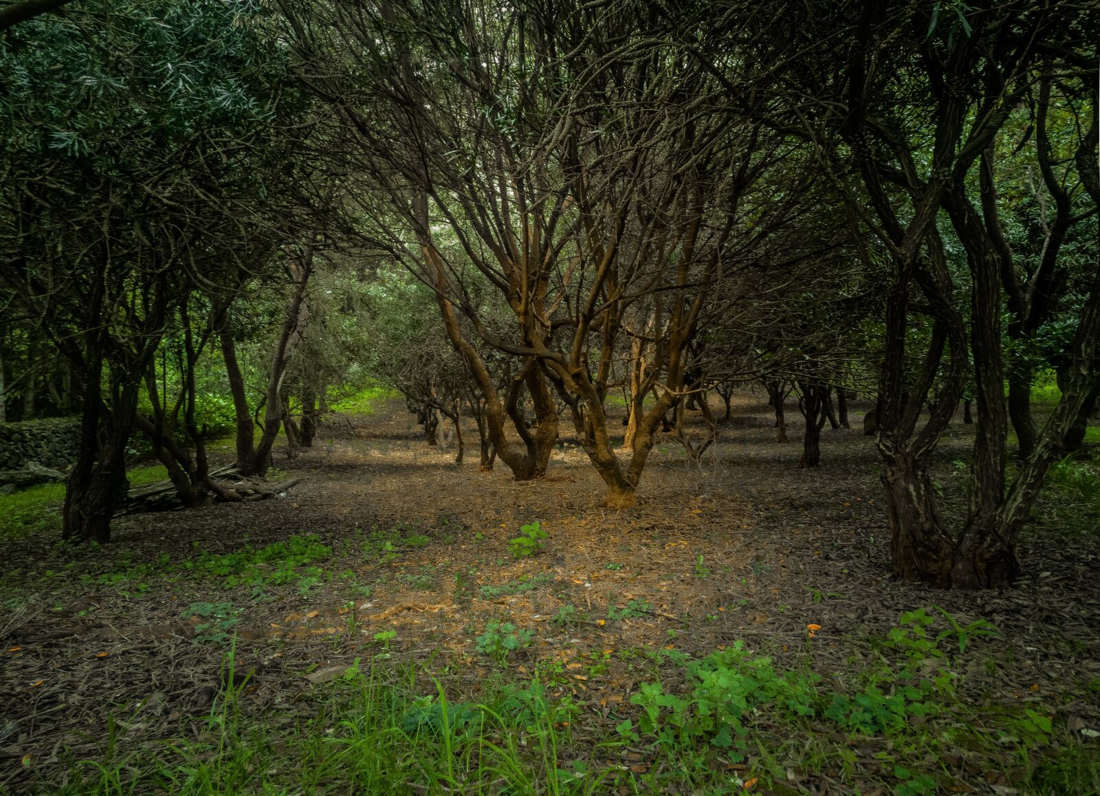 HUAWEI P20 sample photo. Nature, spring, three photography