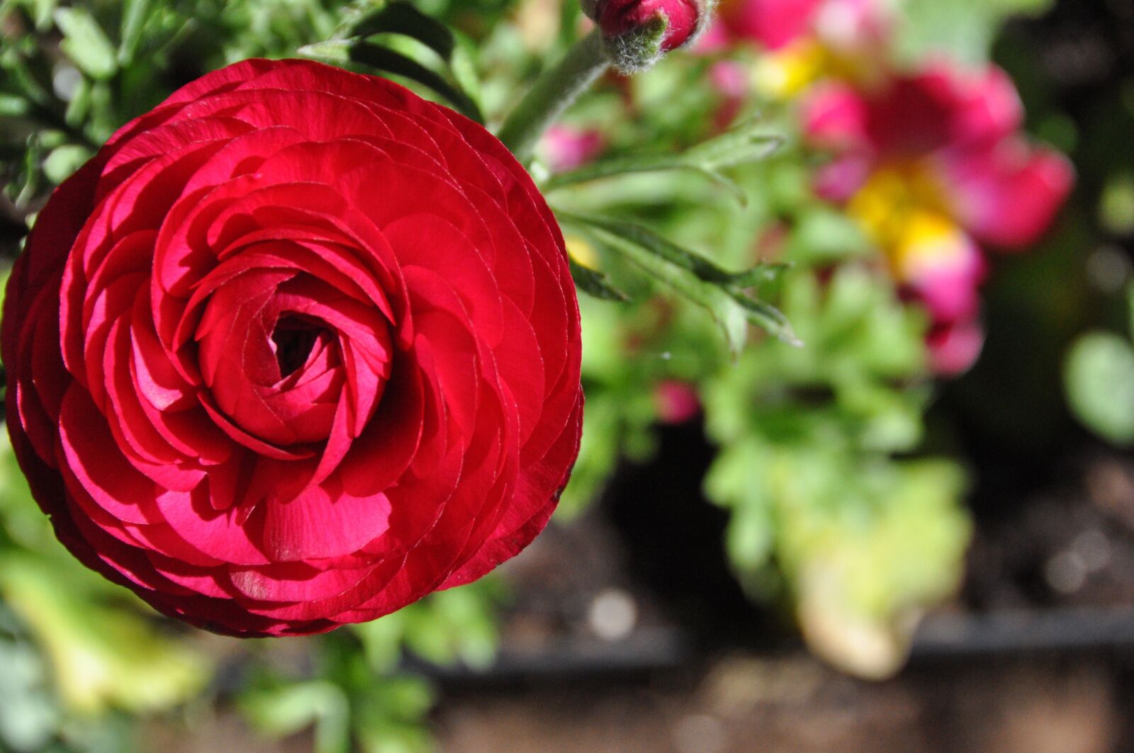 Nikon D90 sample photo. Spring, flower, bloom photography