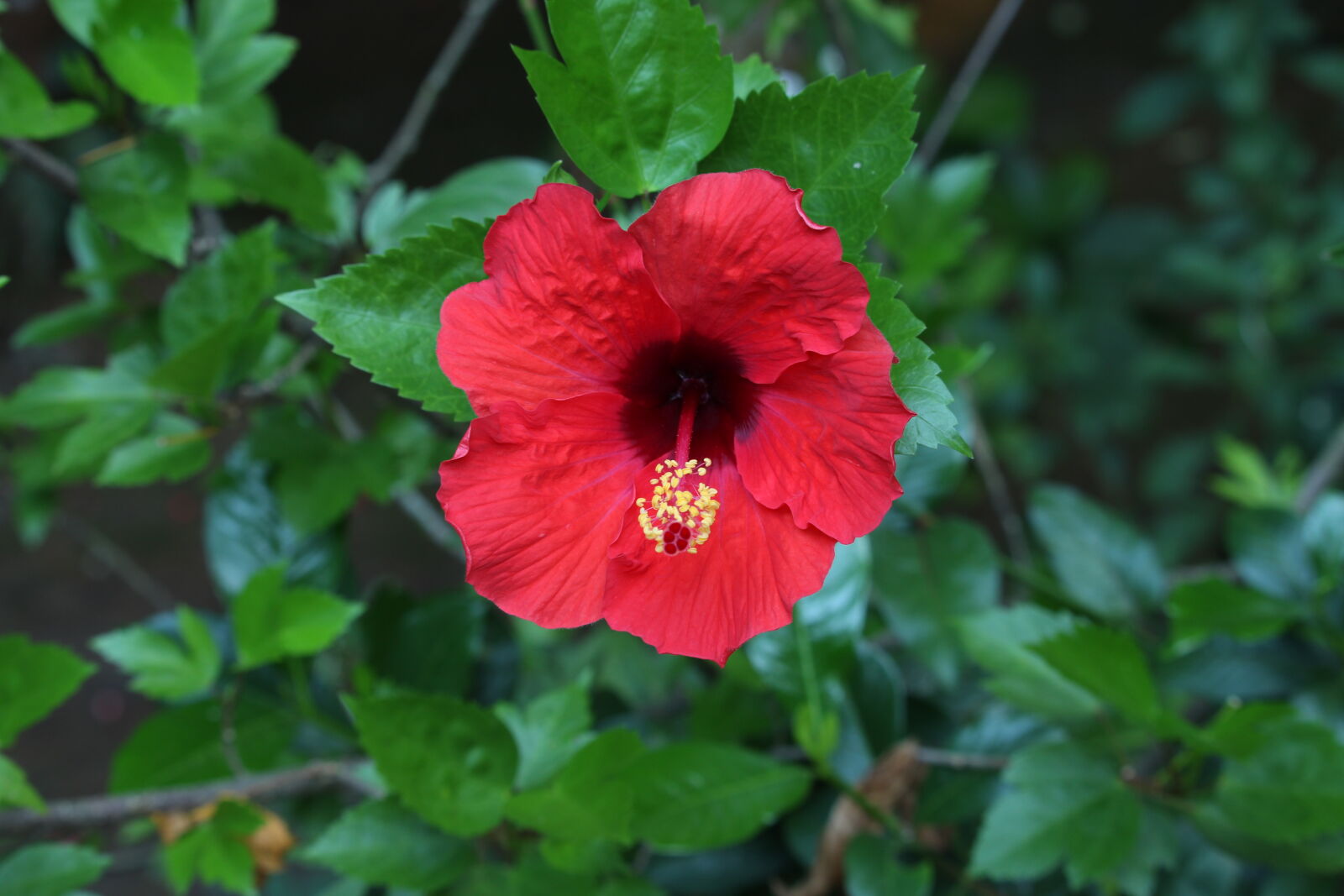 Canon EF-S 55-250mm F4-5.6 IS STM sample photo
