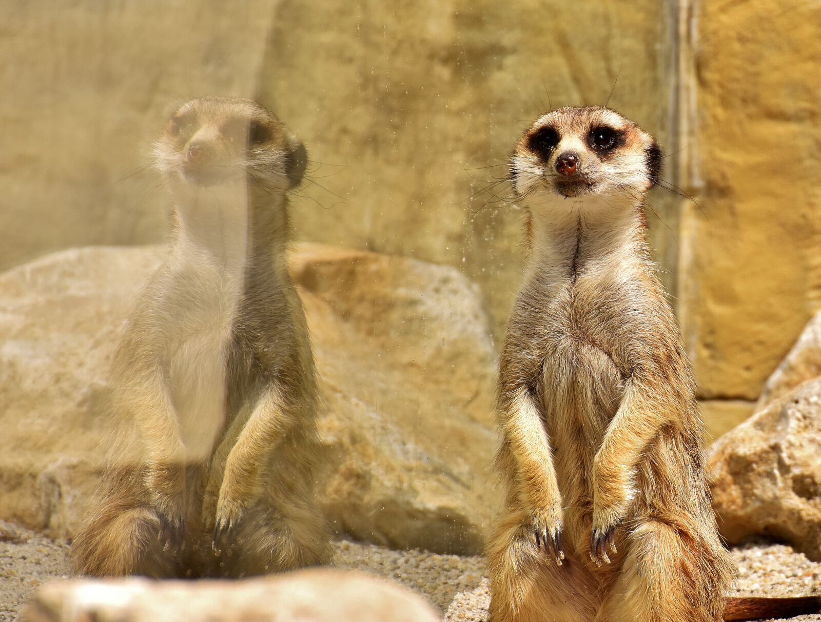 Nikon D7200 sample photo. Meerkat, animal, nature photography