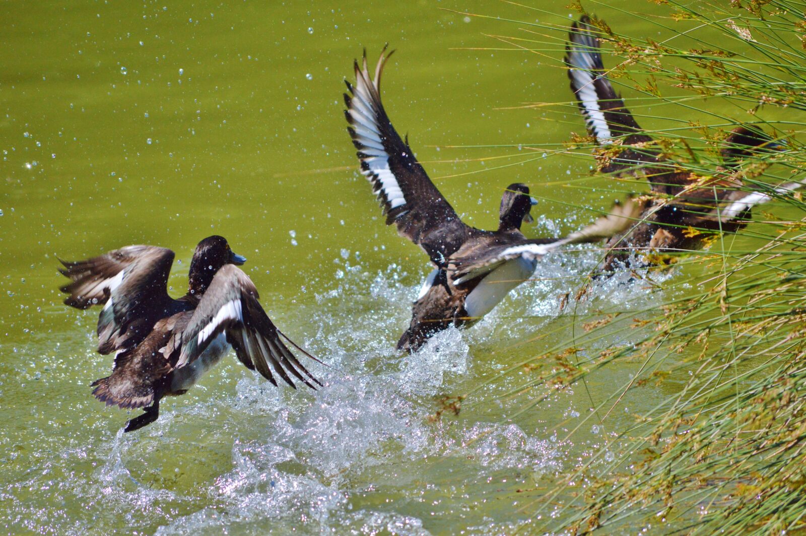 Nikon D3200 sample photo. Duck, water bird, mallard photography