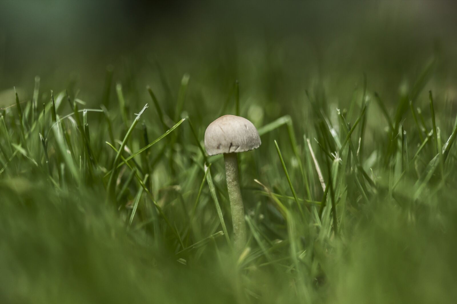 Canon EOS 60D + Canon EF 100mm F2.8 Macro USM sample photo. Mushroom, tiny, green photography