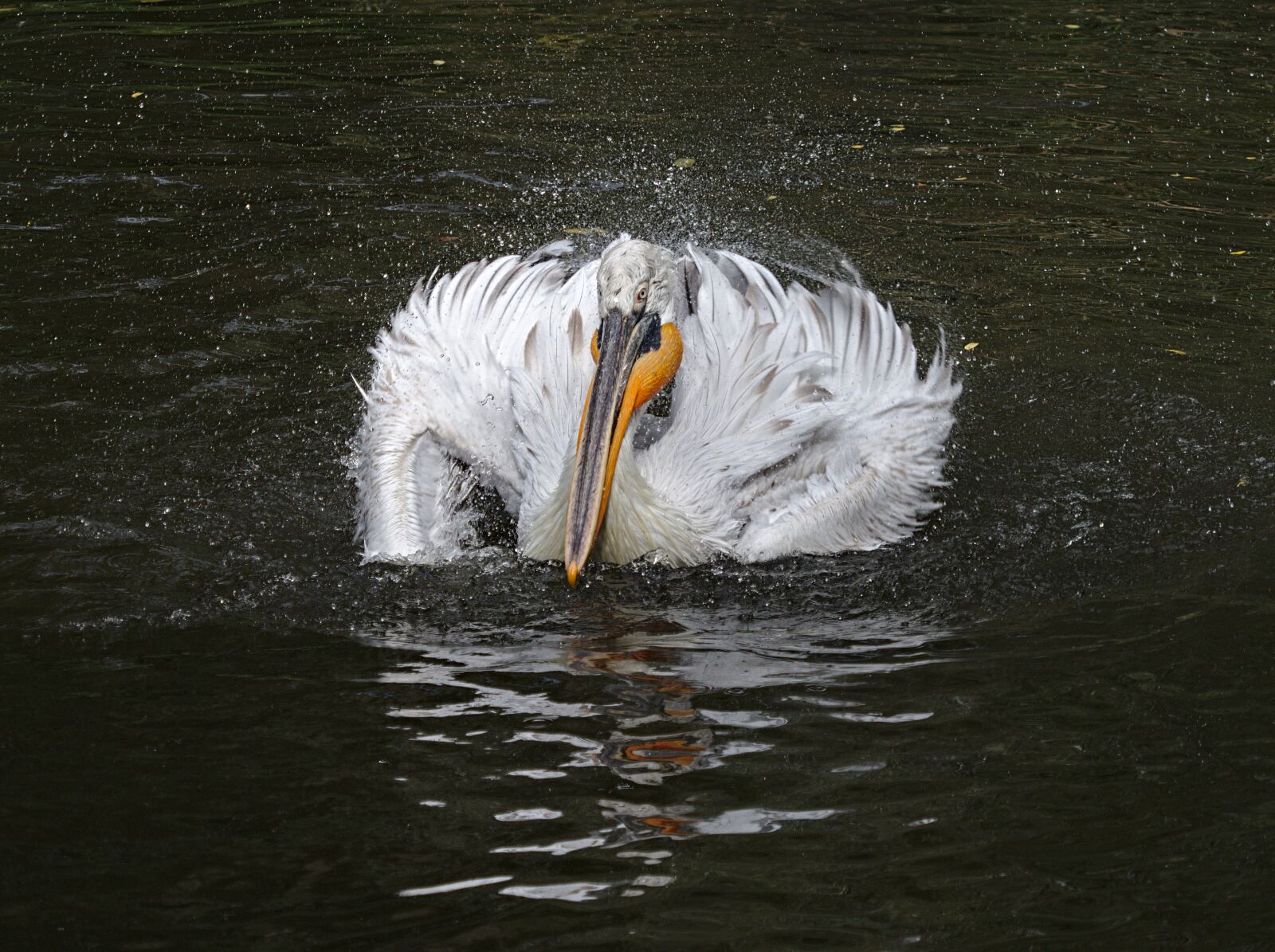 Olympus OM-D E-M1 Mark II sample photo. Pelican, bird, feather photography