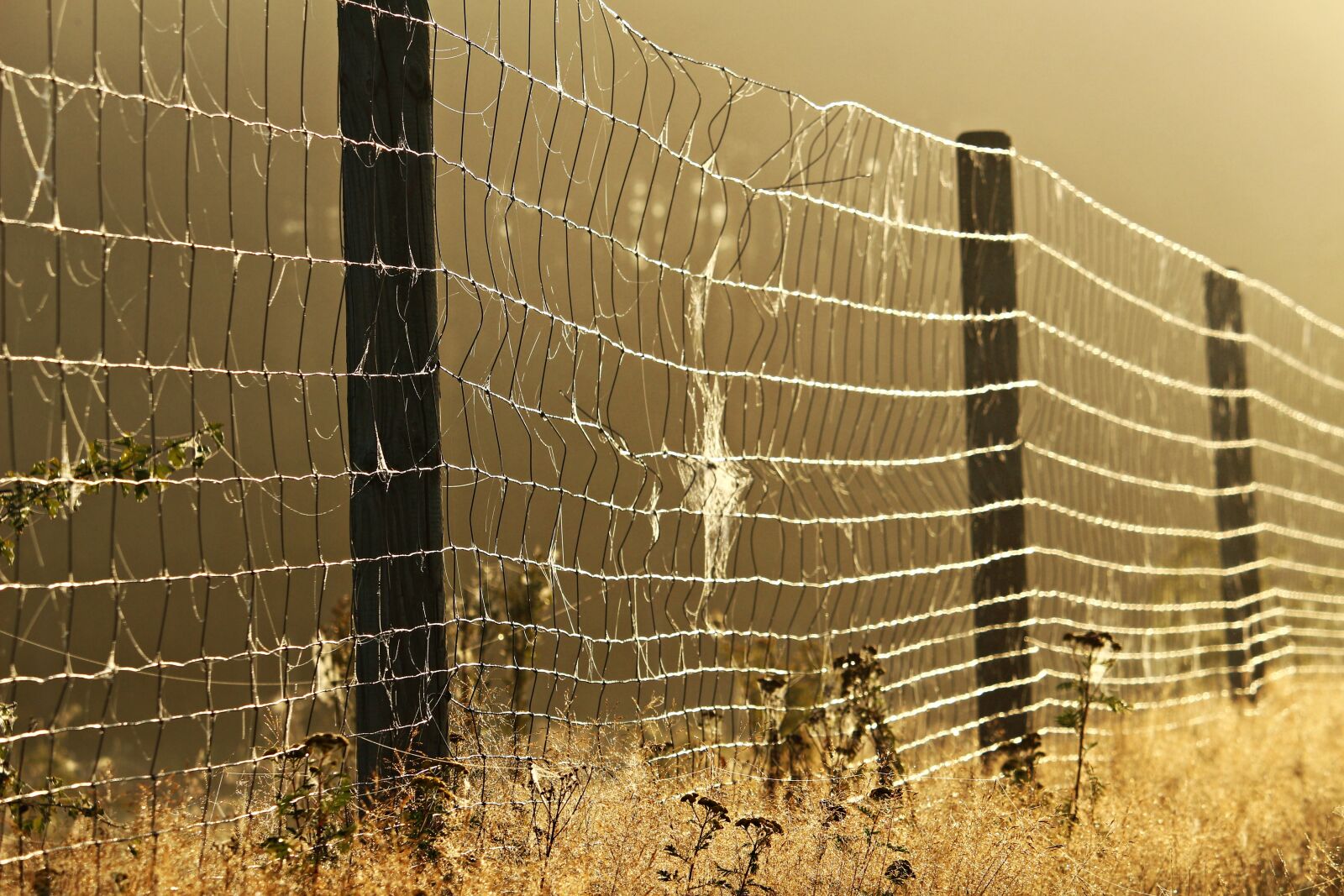 Canon EOS 100D (EOS Rebel SL1 / EOS Kiss X7) sample photo. Away, fog, fence photography