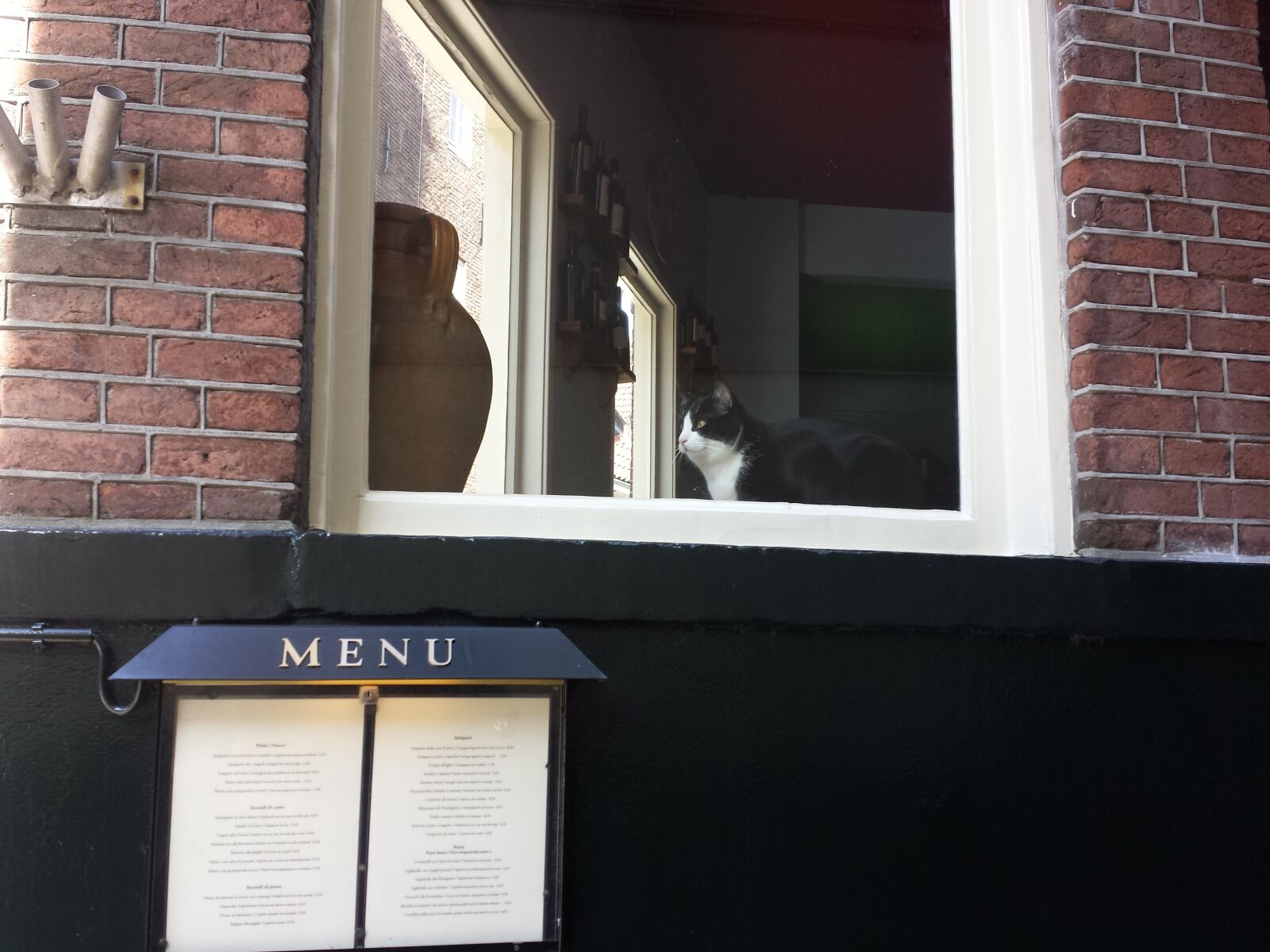 Samsung Galaxy S4 sample photo. Cat, window photography