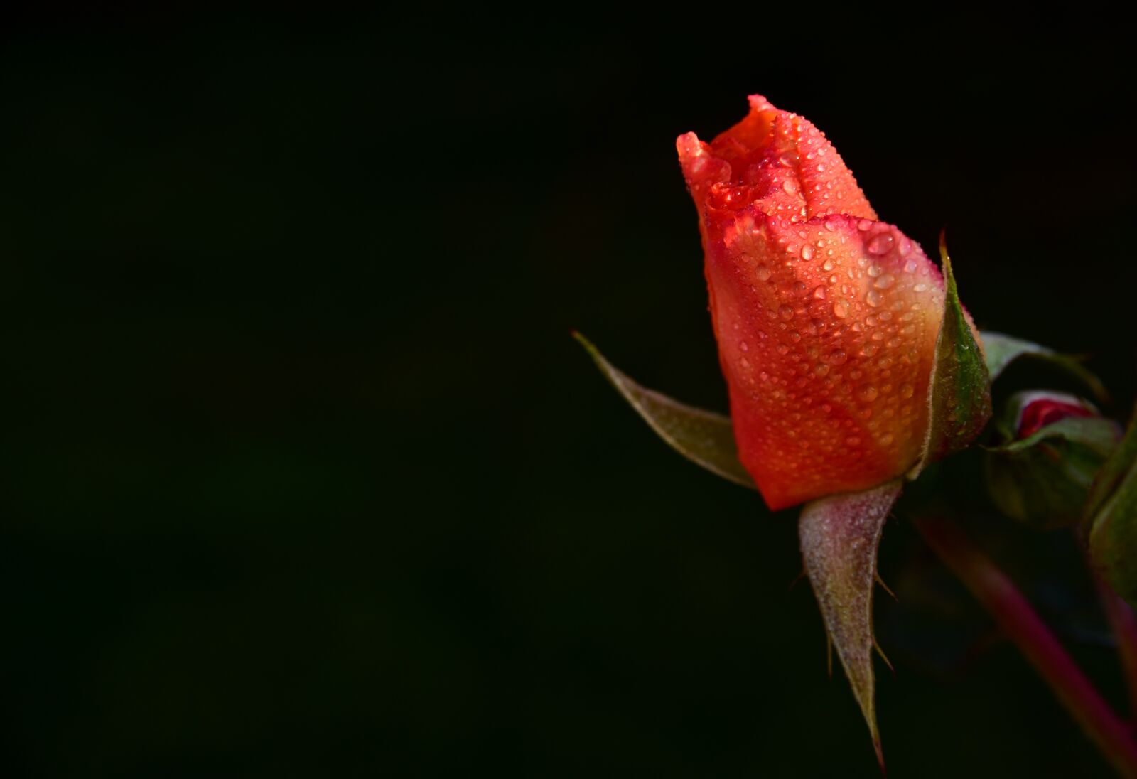 Nikon D750 sample photo. Rose, bud, rosebud photography