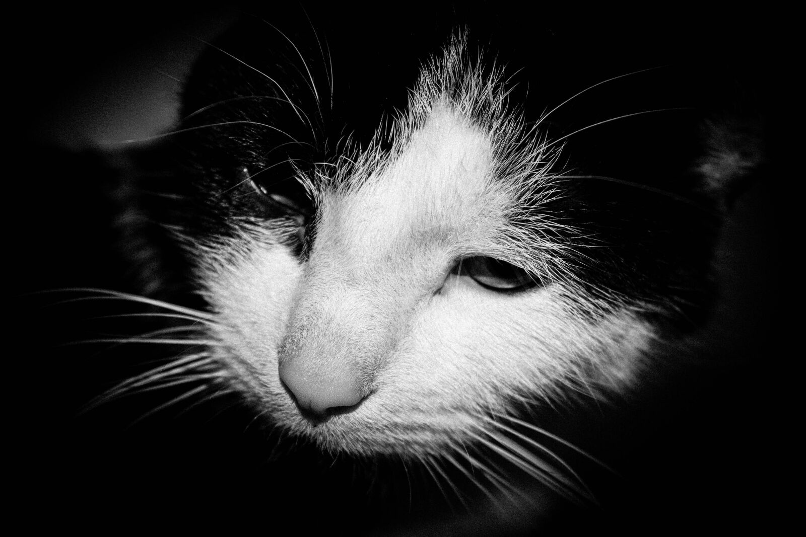 Canon EOS 1000D (EOS Digital Rebel XS / EOS Kiss F) sample photo. Cat, kitty, black and photography