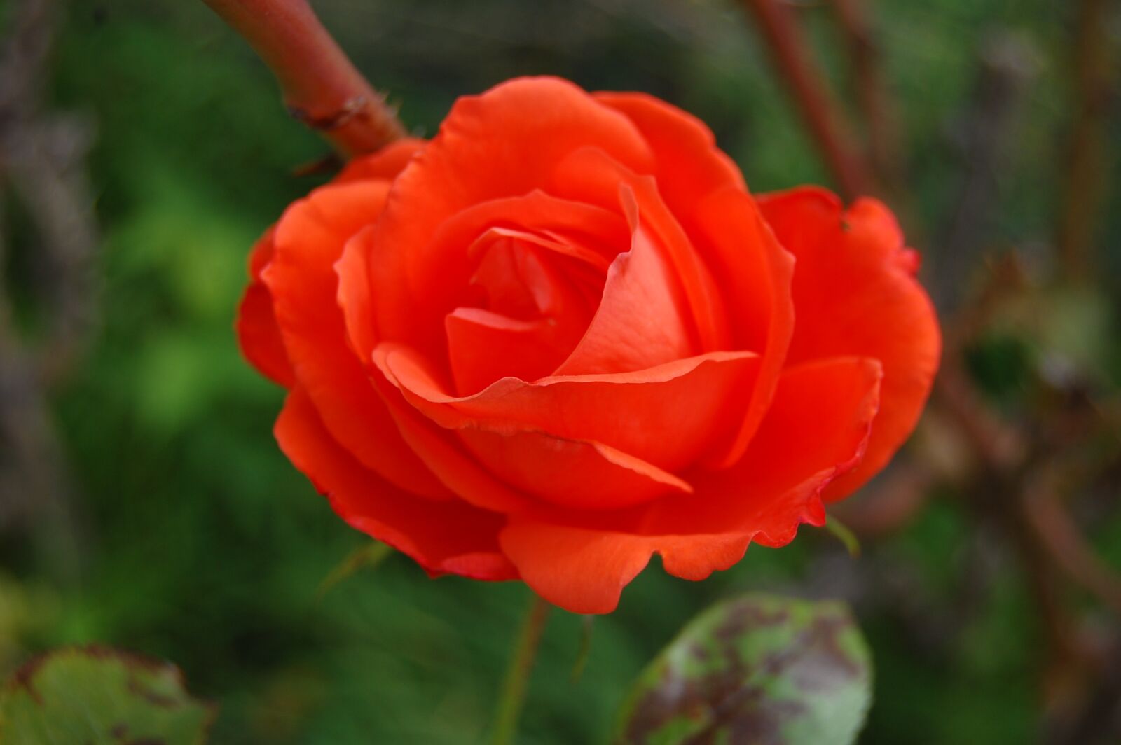 Nikon D40 sample photo. Pink, red, romantic photography