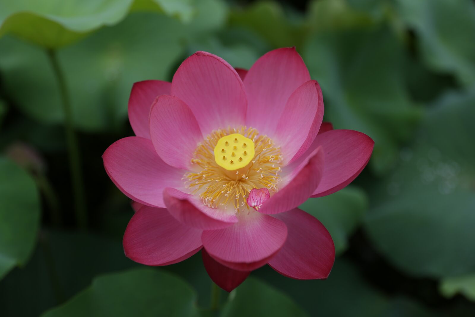 Canon EF 24-70mm F2.8L II USM sample photo. Plants, flowers, leaf photography