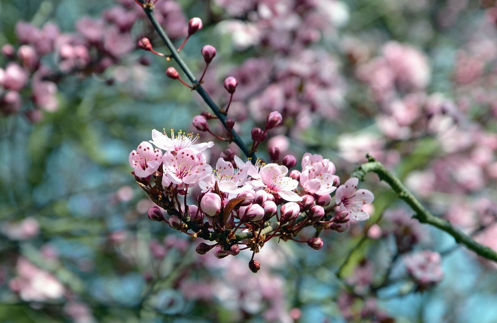 Nikon D5100 sample photo. Bud, flower, petal, fruit photography