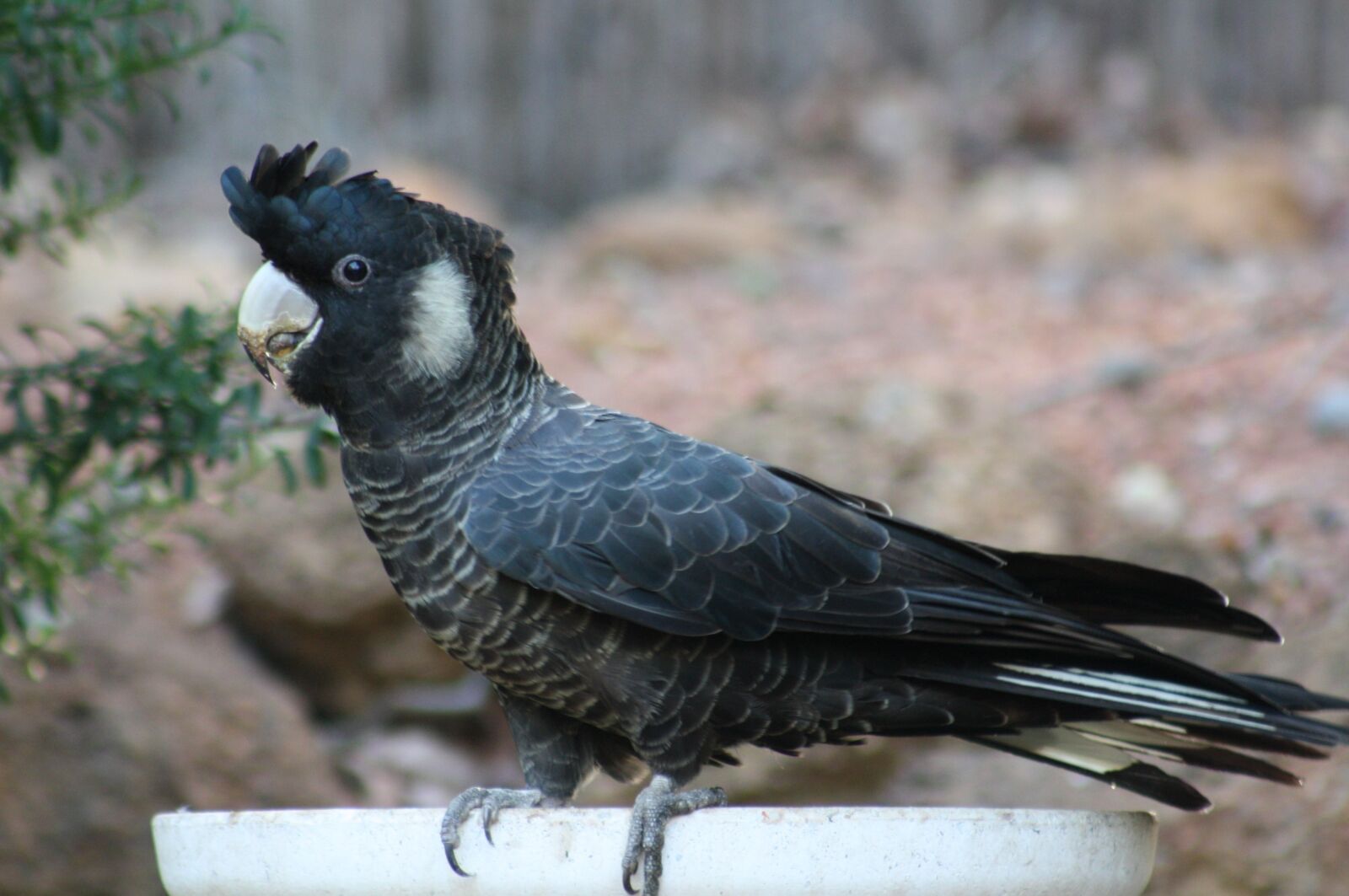 Canon EOS 1000D (EOS Digital Rebel XS / EOS Kiss F) sample photo. Black cockatoo, parrot, cockatoo photography