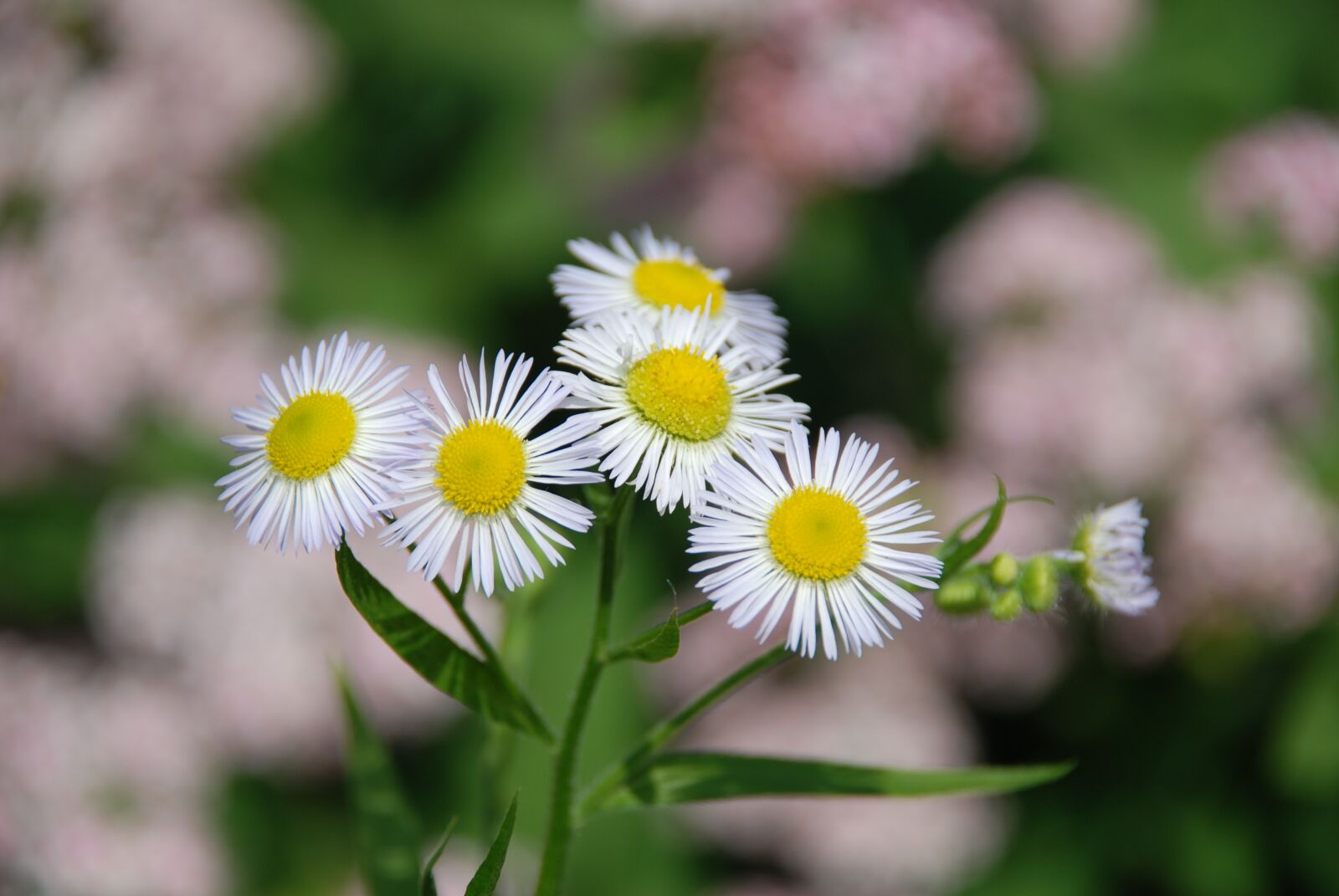 Nikon D80 sample photo. Flowers, chamomile, flowers of photography