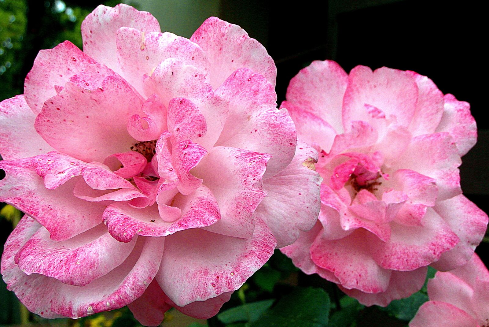 Samsung WB750 sample photo. Roses, colorful, flowers photography