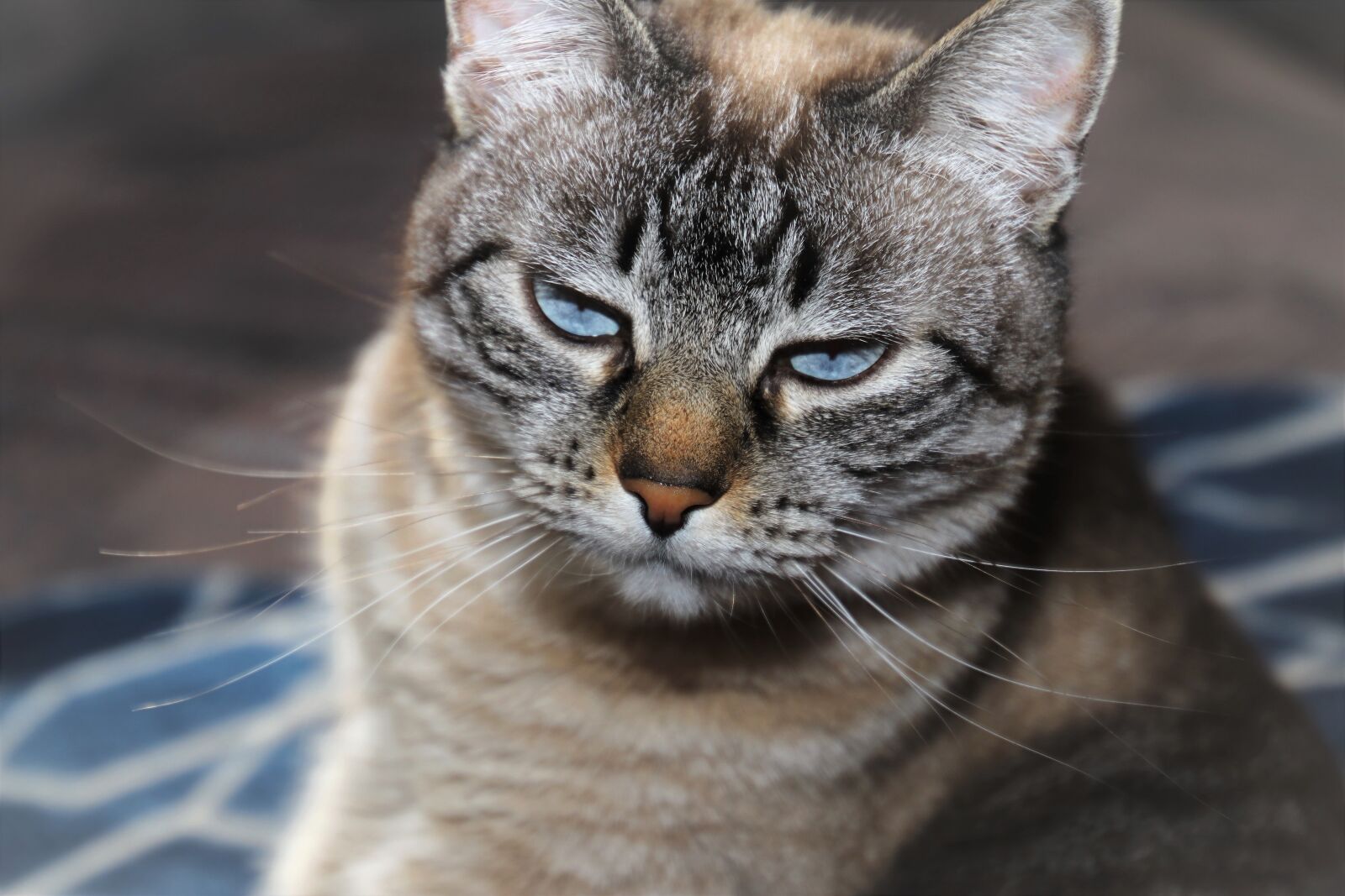 Canon EOS 80D sample photo. Cat, goofy faces, tabby photography