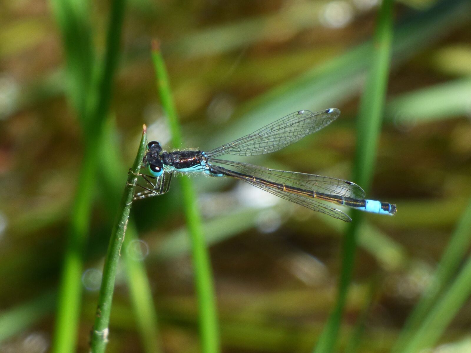 Panasonic Lumix DMC-FZ70 sample photo. Dragonfly, stem, wetland photography