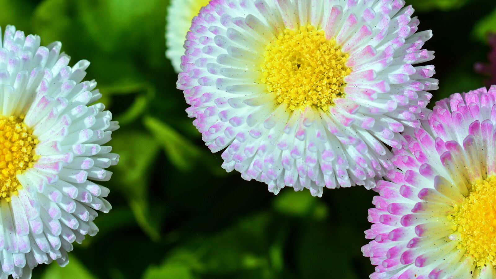 Nikon D5200 sample photo. Flower, blossom, bloom photography