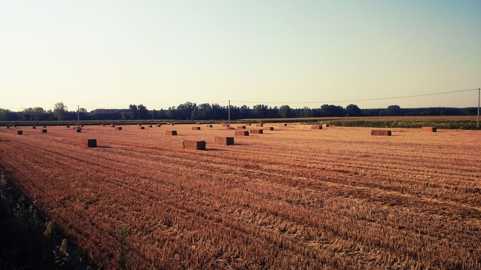 Sony Xperia Z2 sample photo. Wheat, land, harvest photography