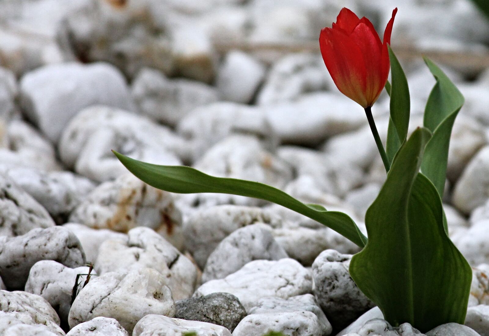 Canon EOS 1100D (EOS Rebel T3 / EOS Kiss X50) sample photo. Tulip, stones, garden photography